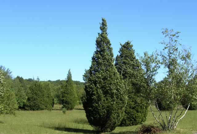 Field of Cedars Along Bare Cove Path